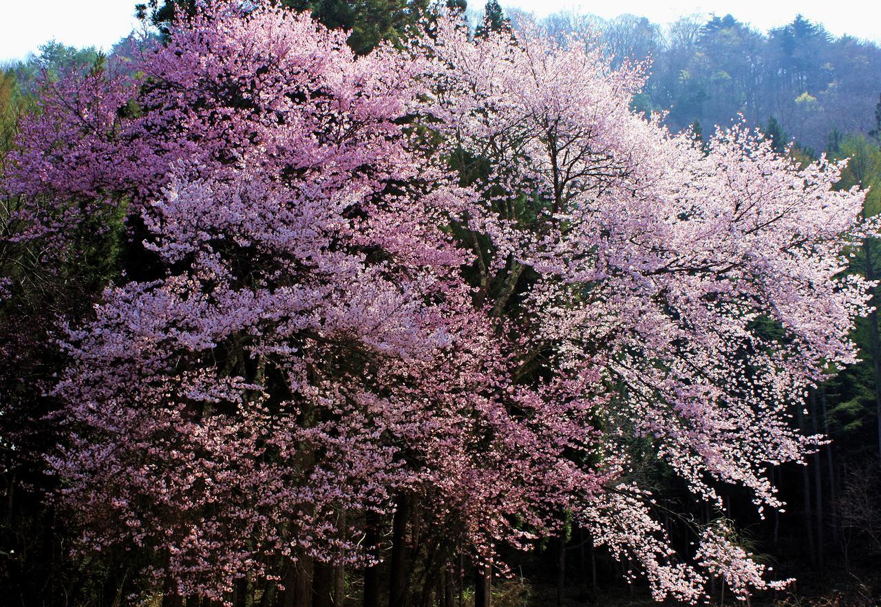 Aizu Astraea Hotel Minamiaizu Dış mekan fotoğraf